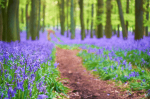 Bluebells